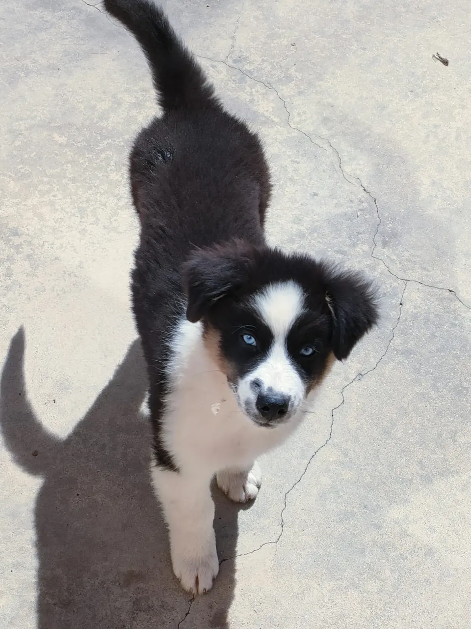 Cachorro tricolor de Pastor Australiano jugando