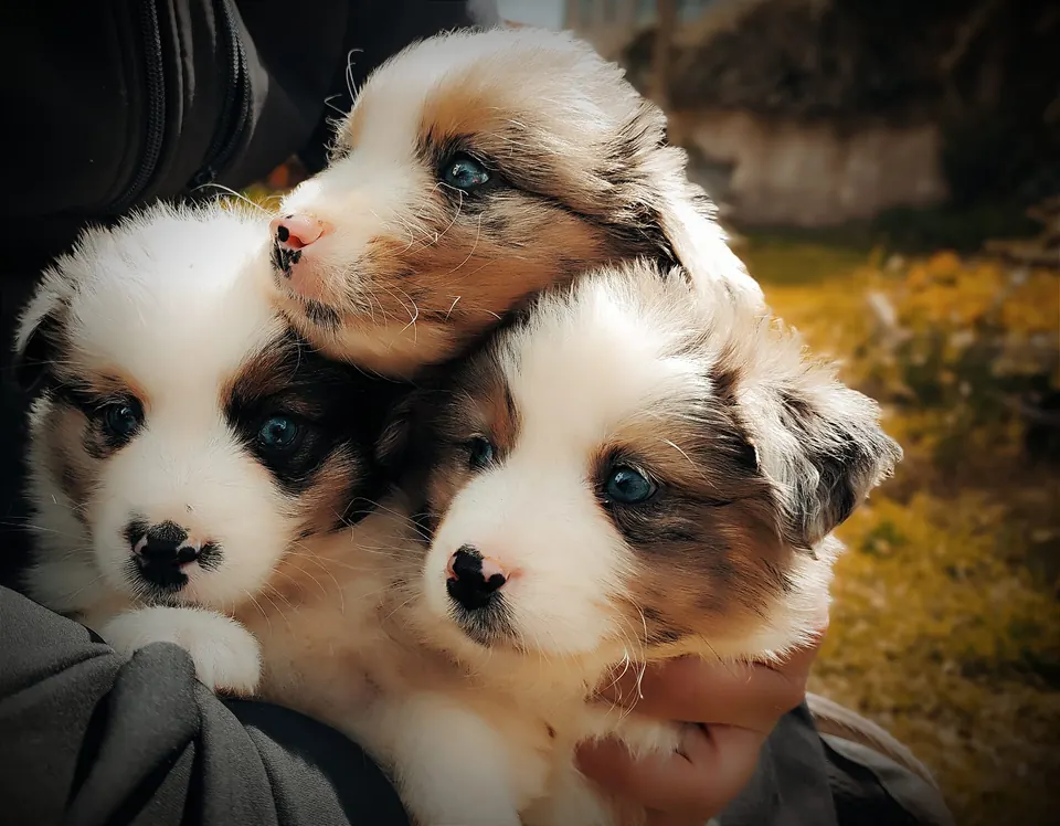 Cachorros de Pastor Australiano criados en Aussies de Grealó