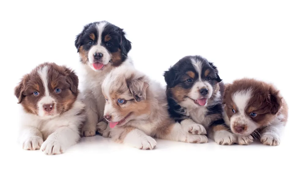 Camada de cachorros de Pastor Australiano