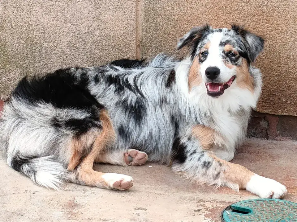 Pastor Australiano blue merle adulto tumbado