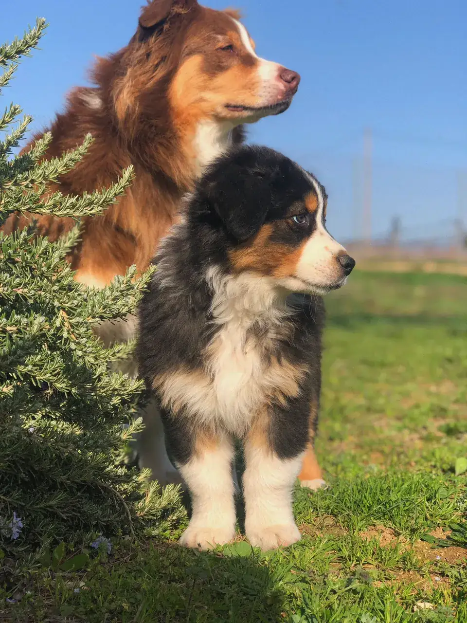 Pastor Australiano rojo y cachorro tricolor
